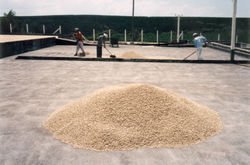 Coffee drying in the sun. Dolka Plantation Costa Rica