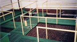 Sorting coffee in water