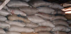 green coffee stored in bags